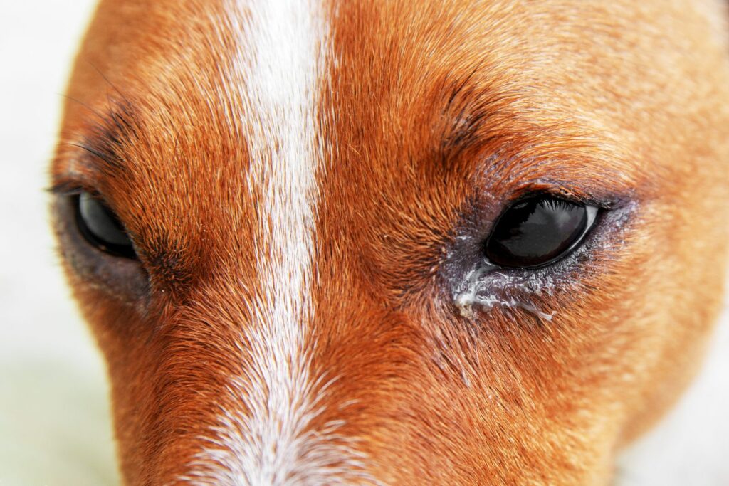 Hund weint aufgrund einer Augeninfektion hund weinen wegen augeninfektion