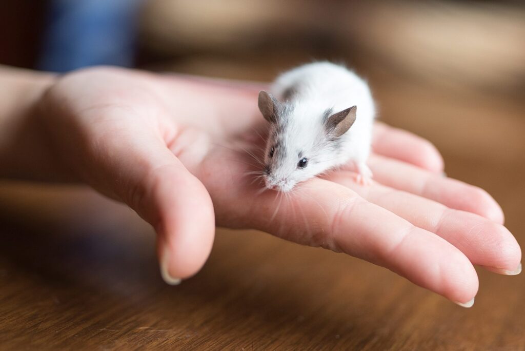 maus sitzt auf hand