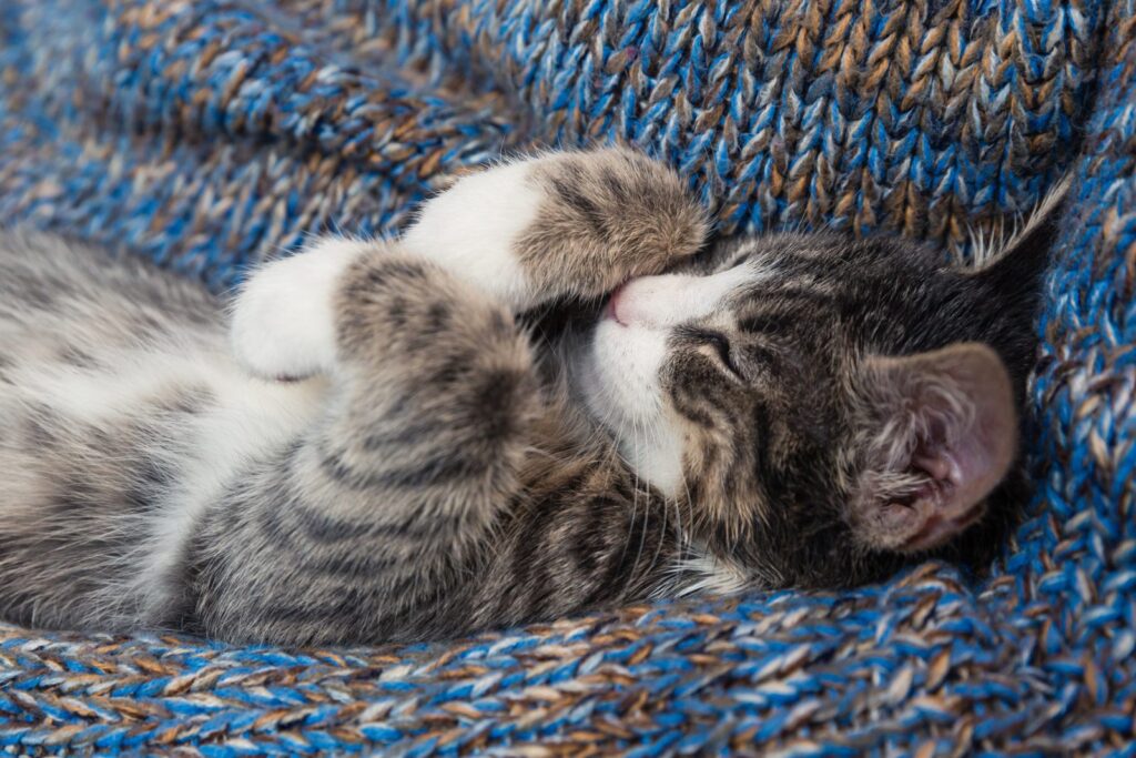 Kätzchen schläft auf Pullover schlafendes kaetzchen