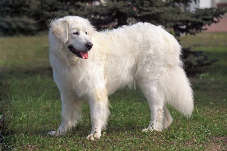 slovensky cuvac hund auf wiese