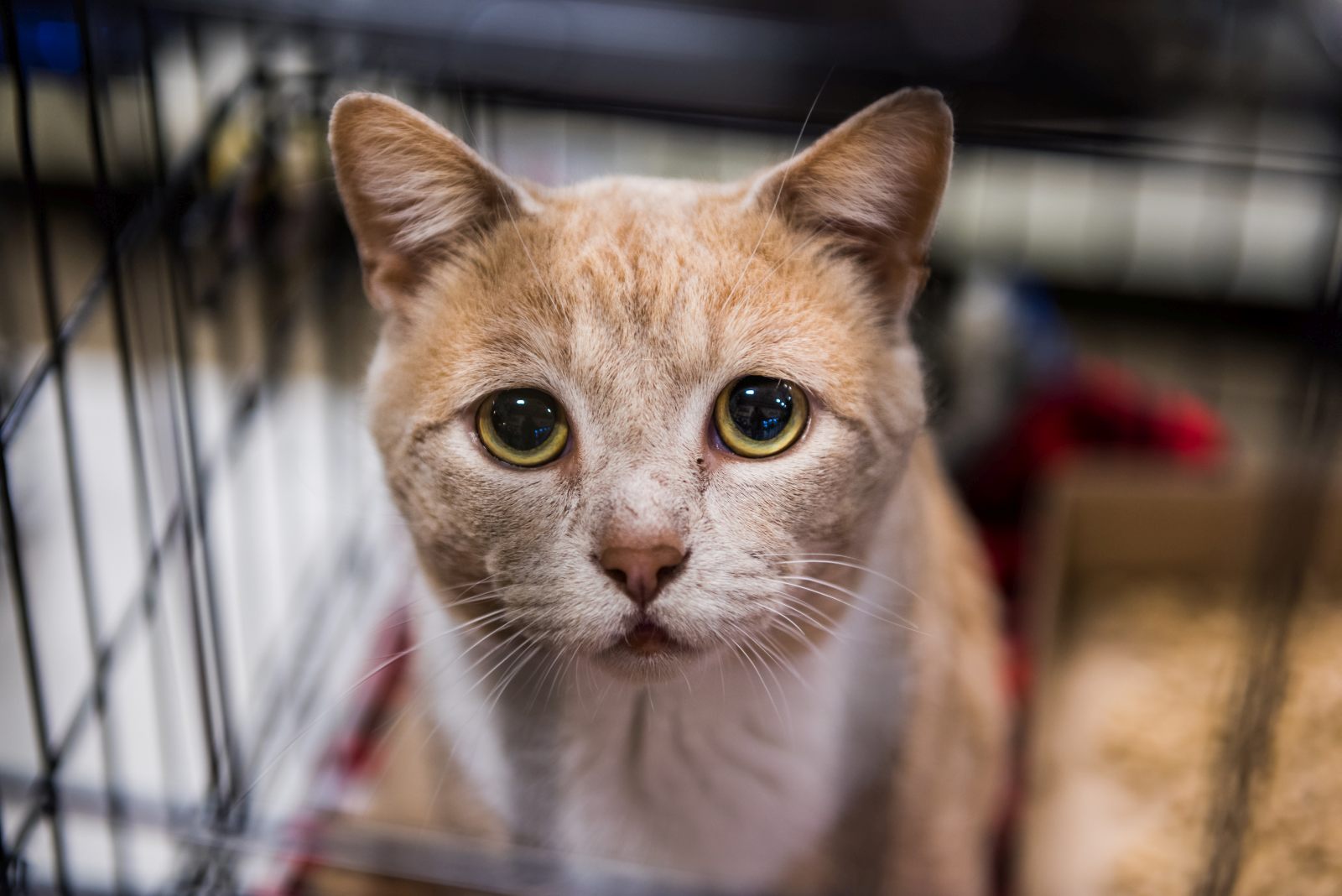 Können Katzen weinen? | zooplus Magazine