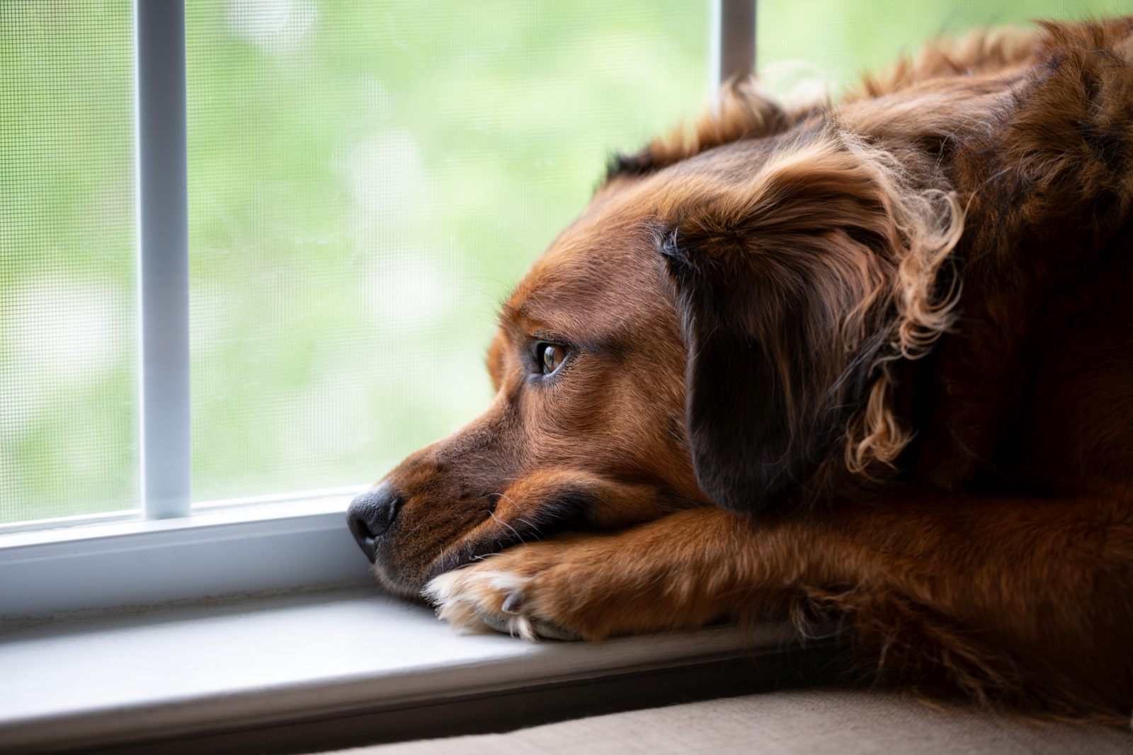 Können Hunde weinen? zooplus Magazin