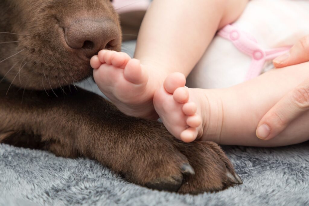 Hund beschnuppert Baby