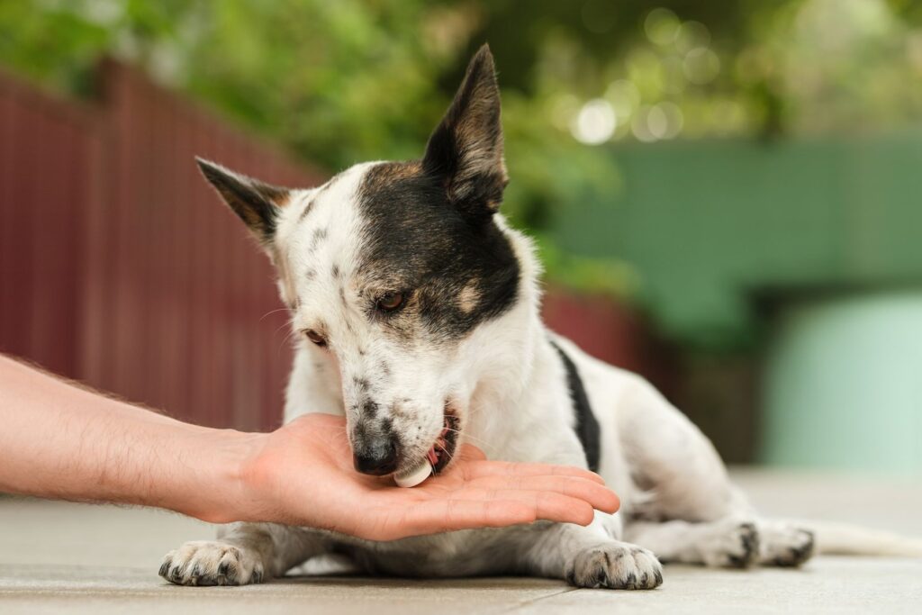 Hund mit Autoimmunerkrankung bekommt Medikament Autoimmunerkrankung beim Hund
