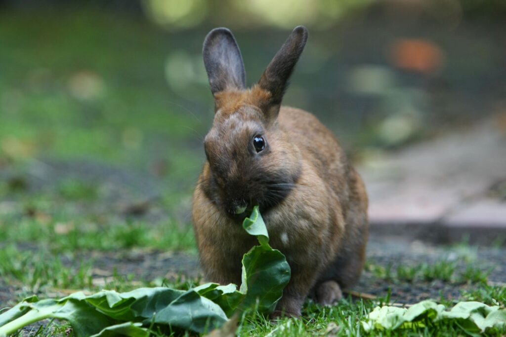 Kaninchen Im Sommer Draußen Bis Wieviel Grad Thüringer Kaninchen im Rasseporträt | zooplus Magazin