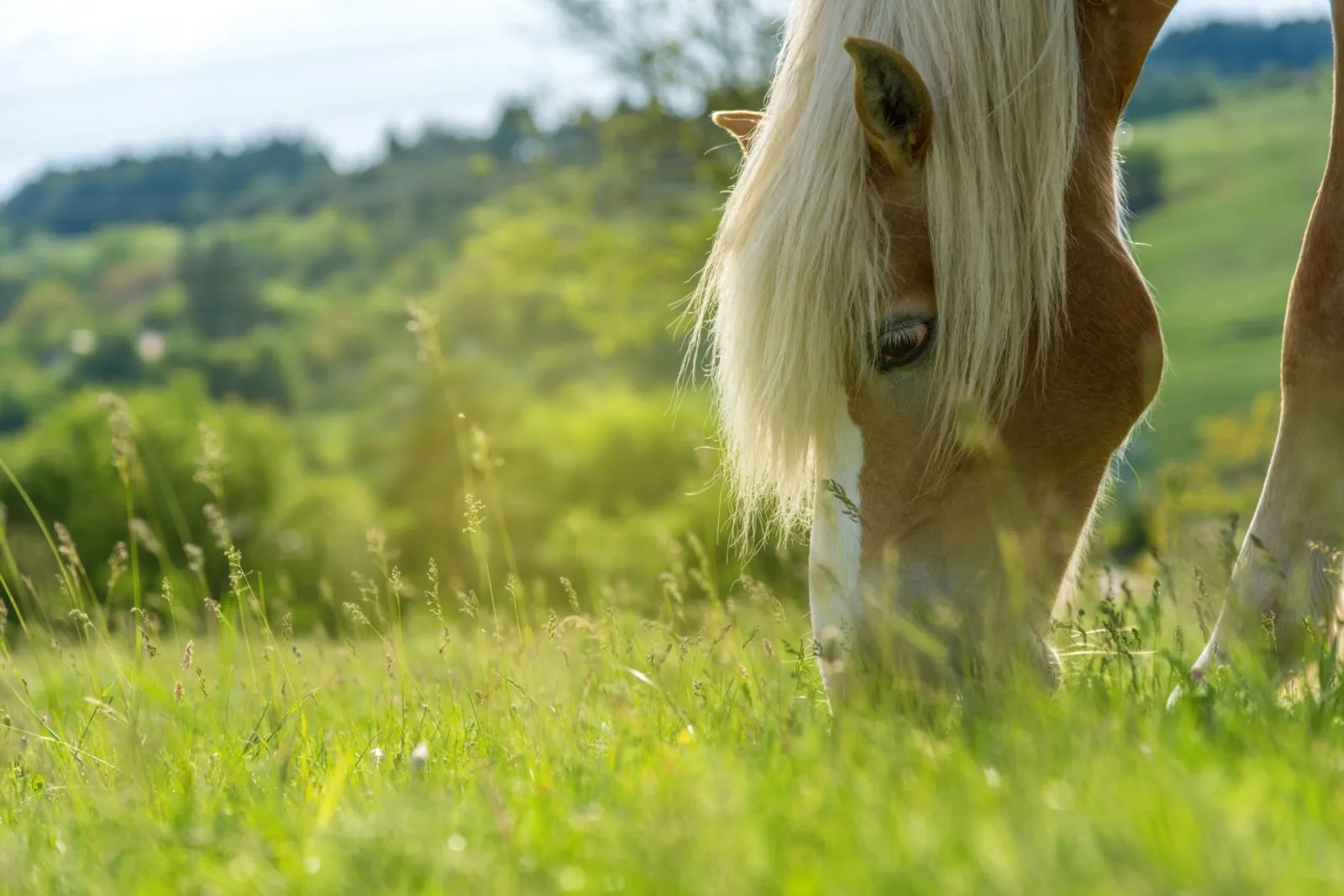 Was fressen Pferde? | zooplus Magazin