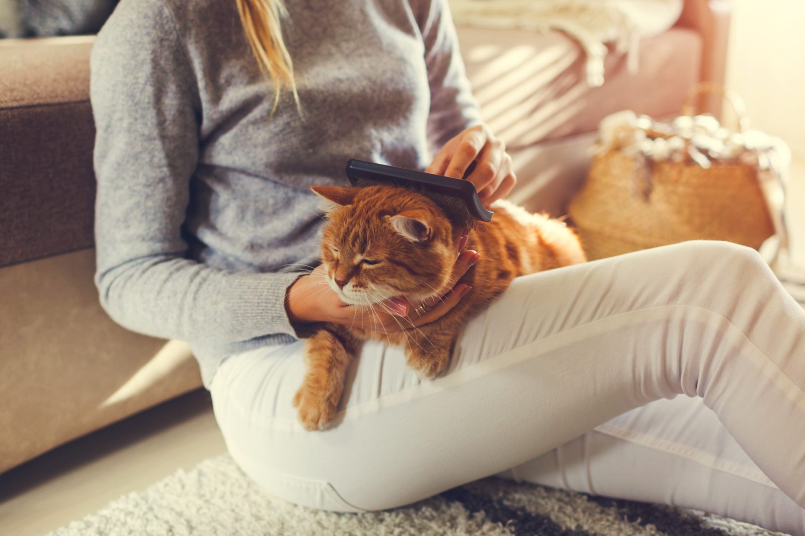 katzenhaar entfernen mit fellbürste