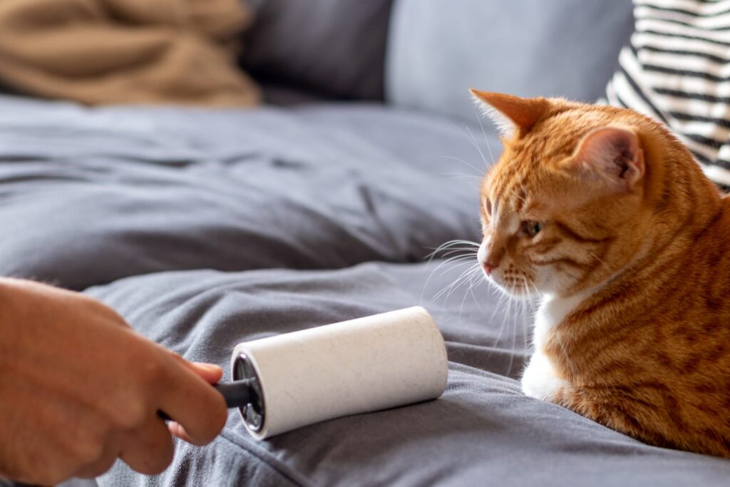 fusselrolle auf couch mit katze