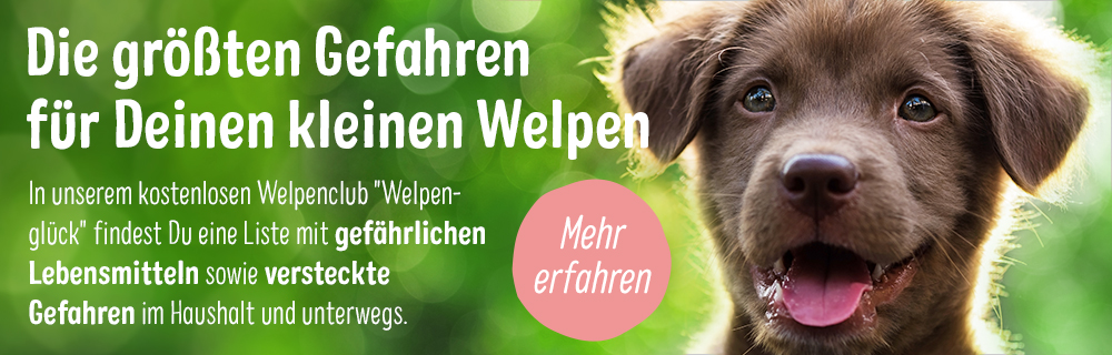 Welpenclub_Gefahren_Contentbanner