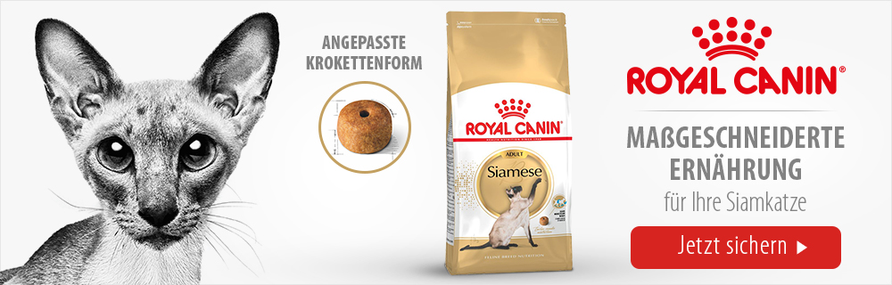 Royal_Canin_Breed_Image_MagazineSiamese