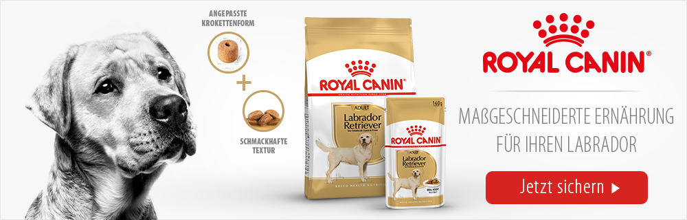 Royal_Canin_Breed_Image_MagazineLabrador