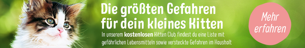 kitten club banner gefahren