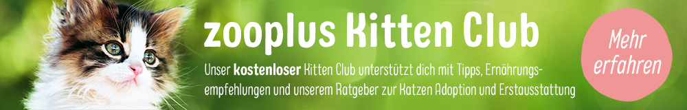 Kittenclub_General_Article