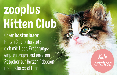 katze kitten club banner
