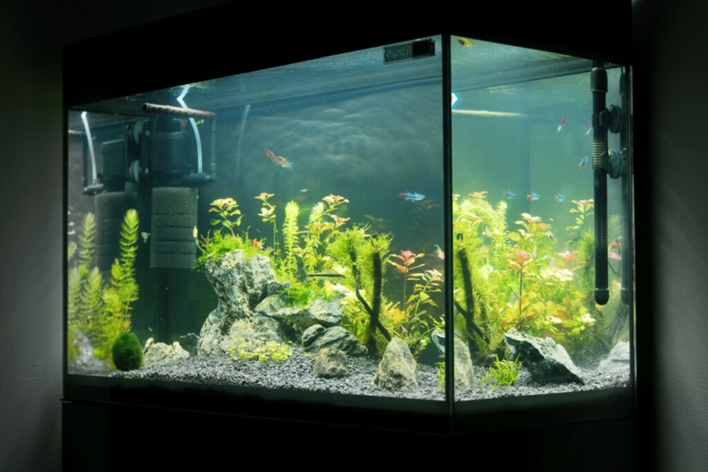 Aquarium mit Pflanzen