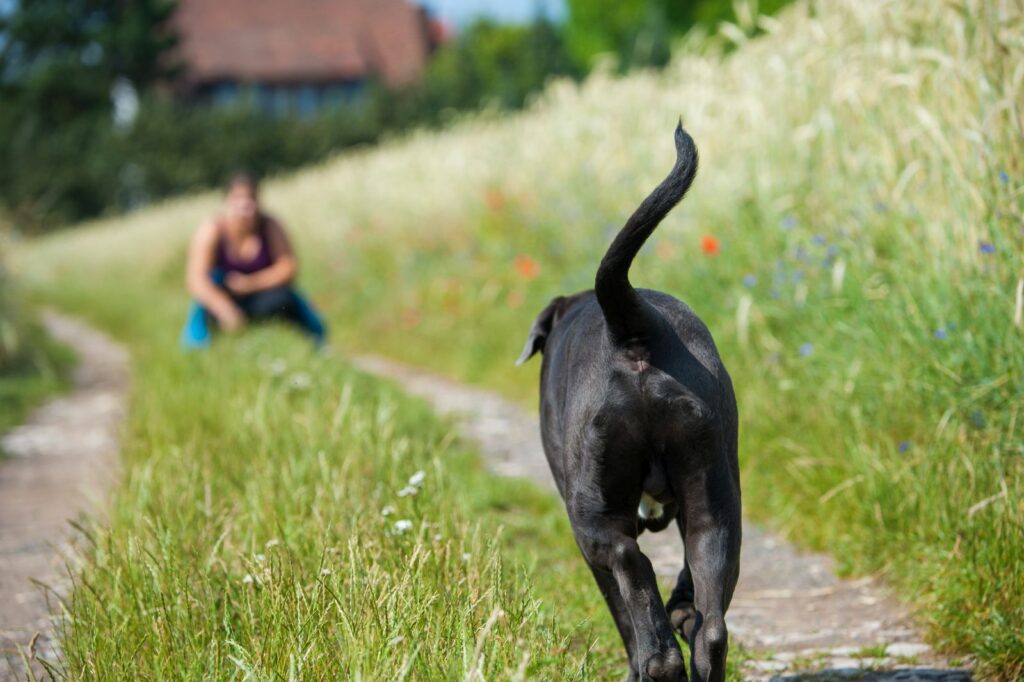 Entlaufener Hund kehrt zu Herrchen zurück Entlaufener Hund kehrt zurück