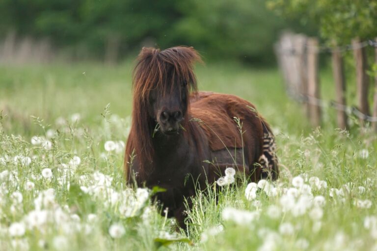 Equines Cushing Syndrom beim Pferd