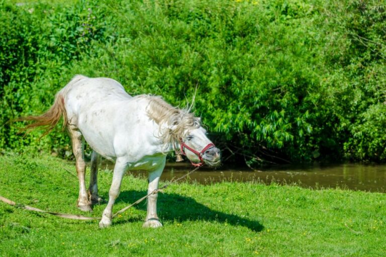 Headshaking Syndrom beim Pferd