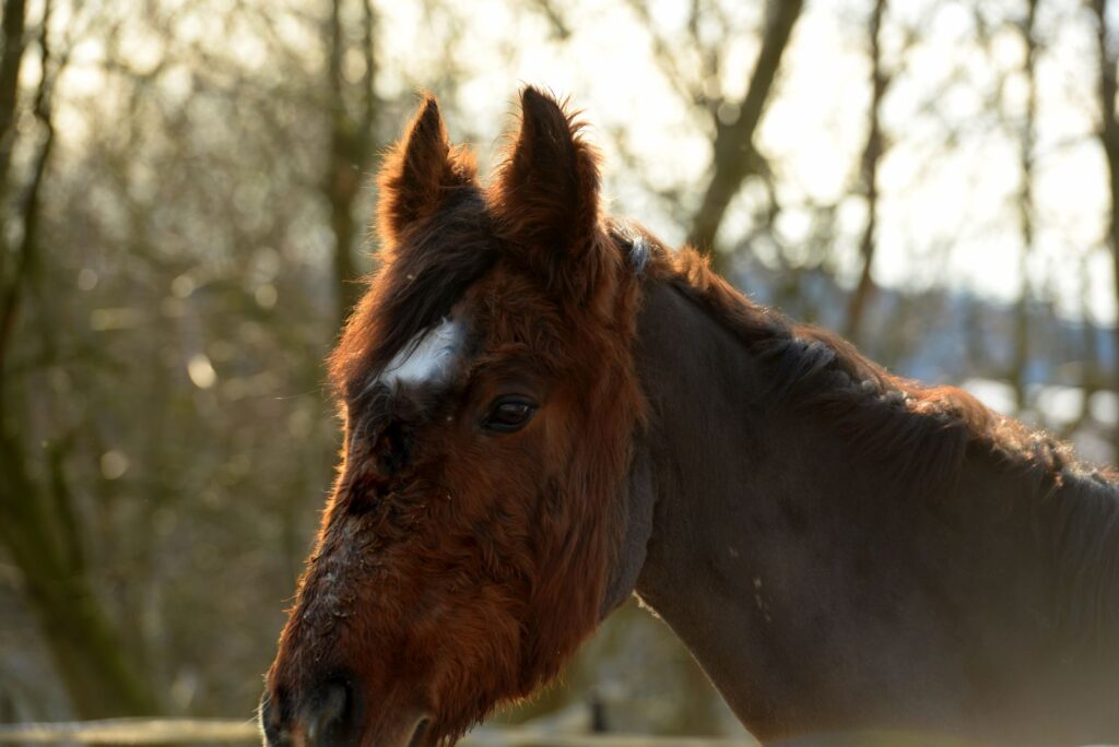 Hirsutismus beim Pferd