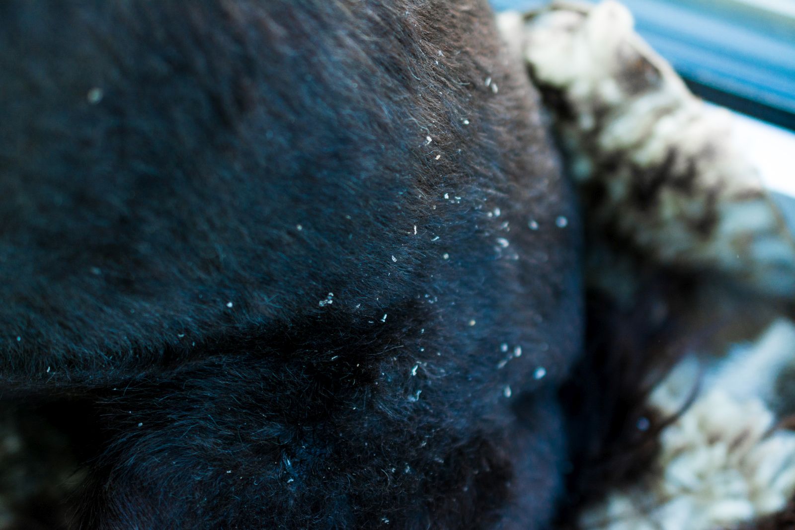 Hund hat Schuppen: Das können Sie tun | zooplus Magazine