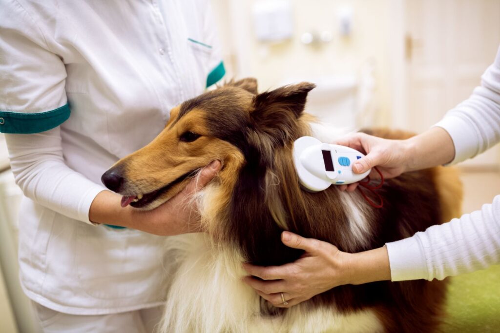 Hundechip wird beim Tierarzt ausgelesen Hundechip wird ausgelesen