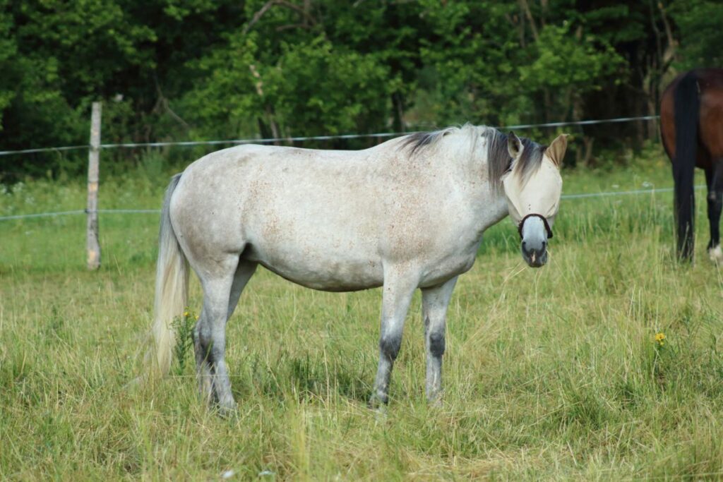 Pferd mit Kopfmaske