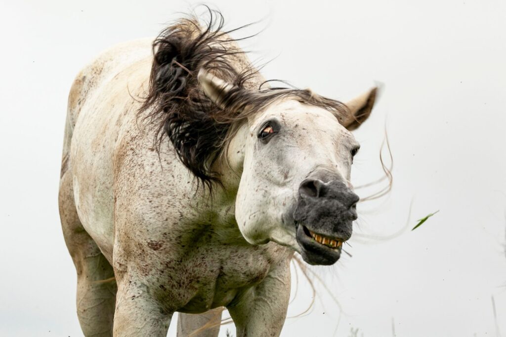 Pferd schüttelt den Kopf