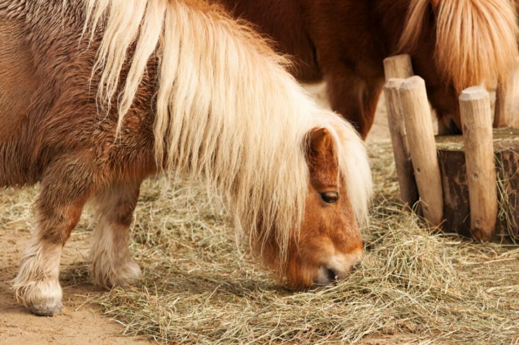 Pony wird gefüttert