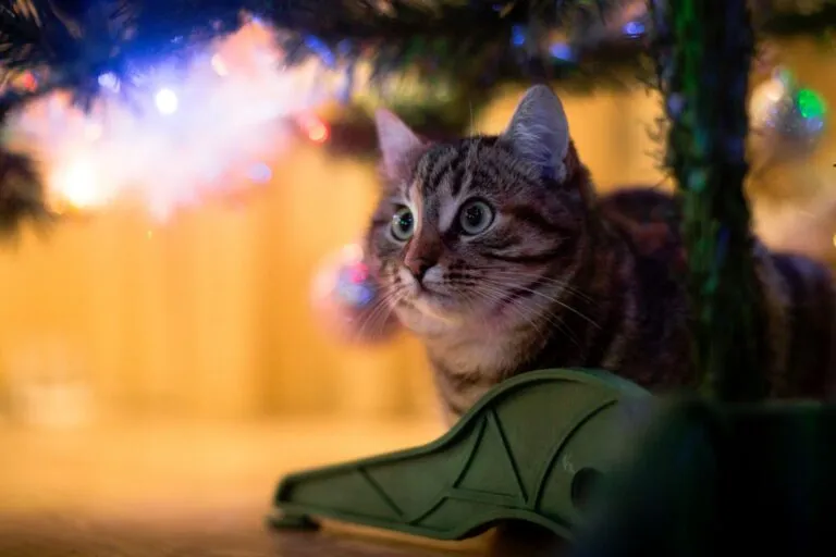 Katzen an Silvester Angst