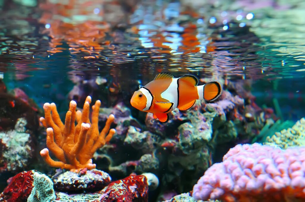 Clownfish im Aquarium Aquarium Energie sparen