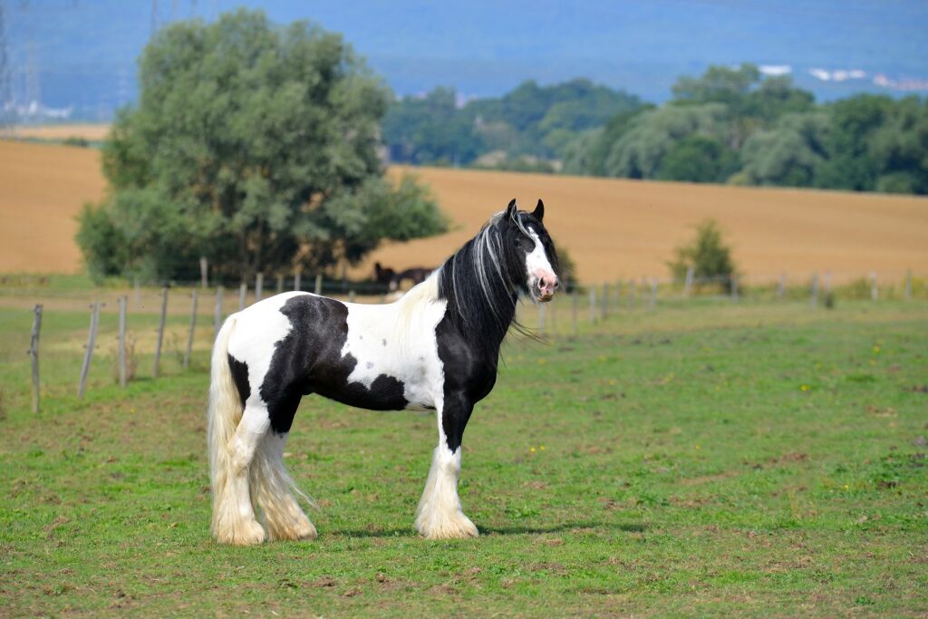 Tinker Irish Cob