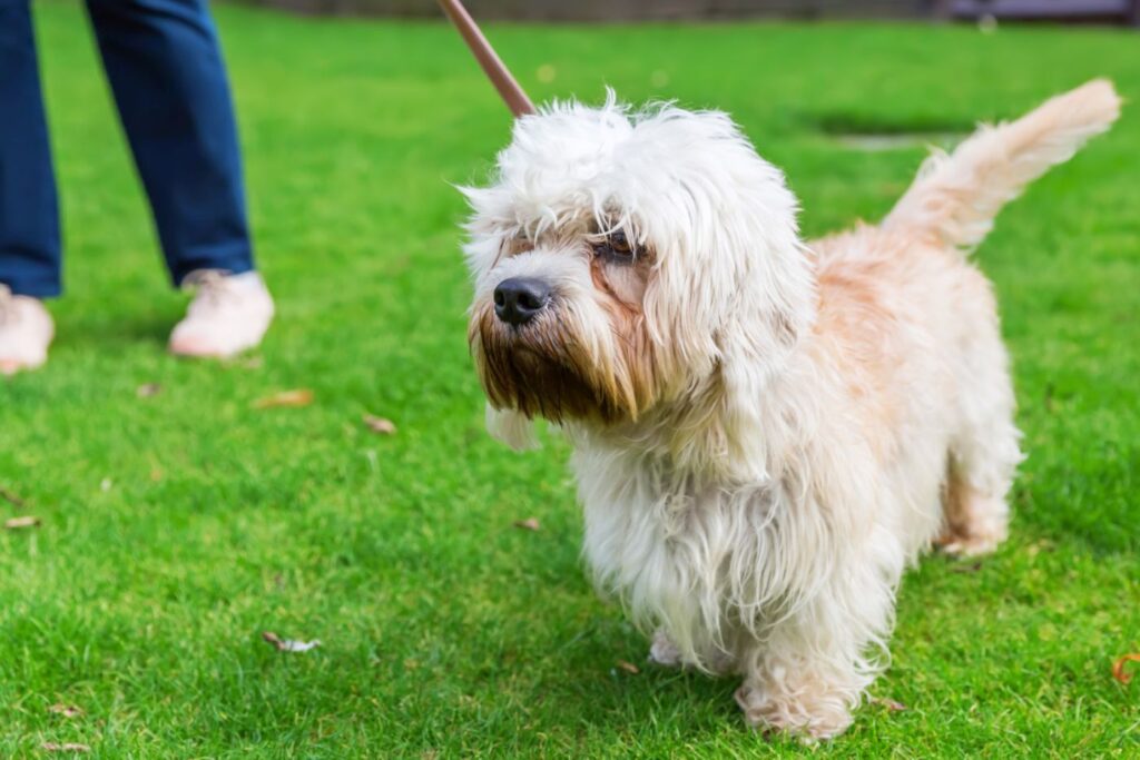 Dandie Dinmont Terrier Fell