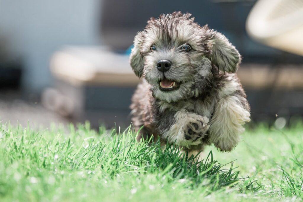 Dandie Dinmont Terrier Welpe