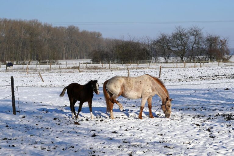 Hahnentritt beim Pferd