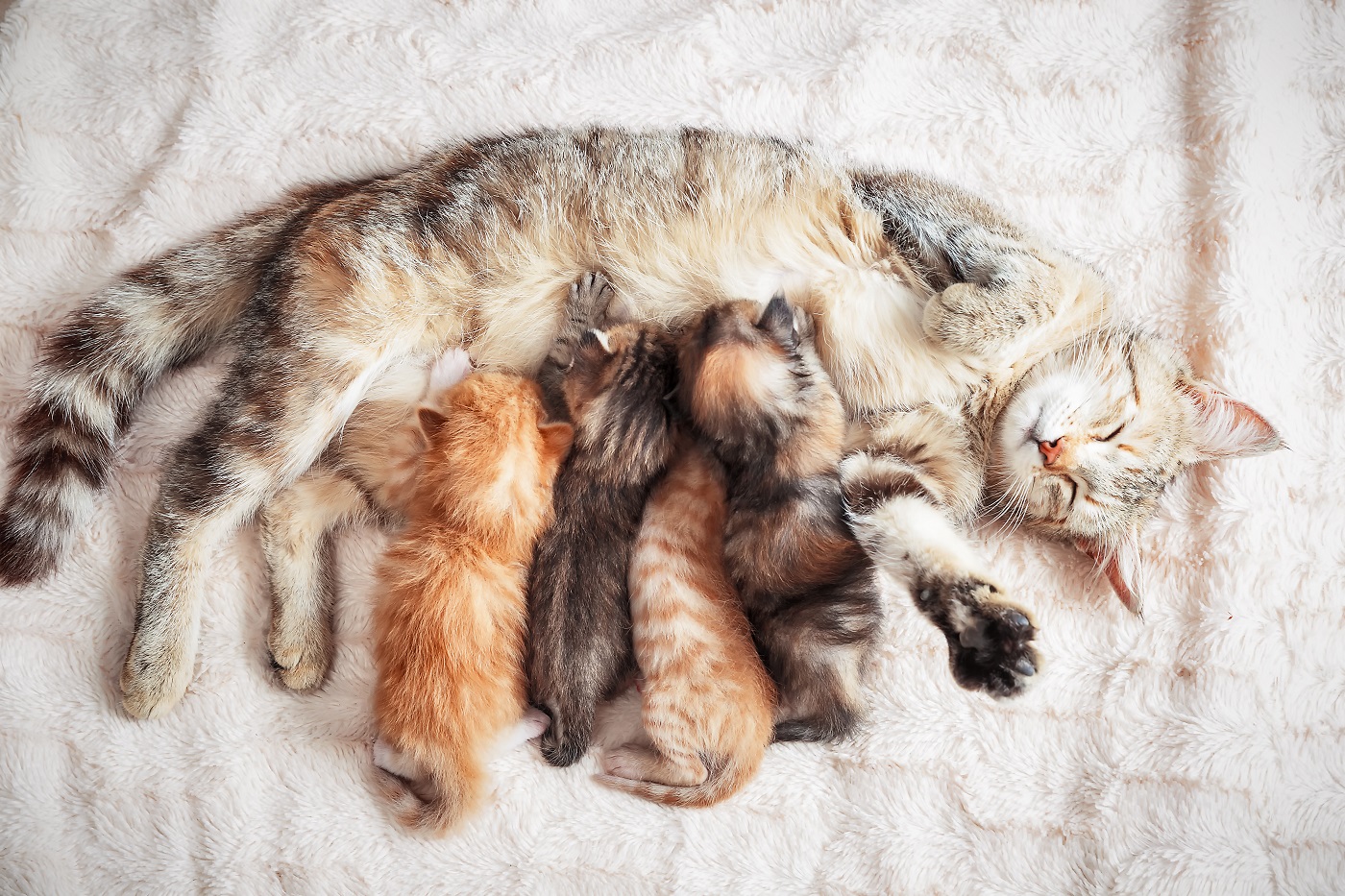 Katze Macht Milchtritt Auf Mir Milchtritt bei Katzen | zooplus Magazin