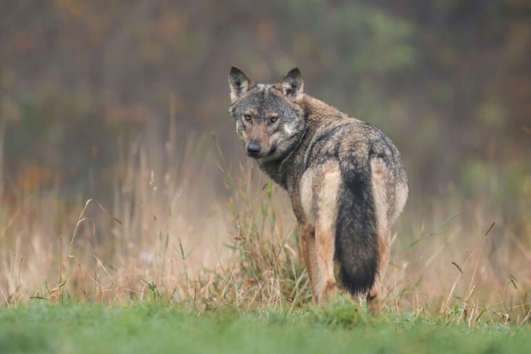 Wolf und Hund