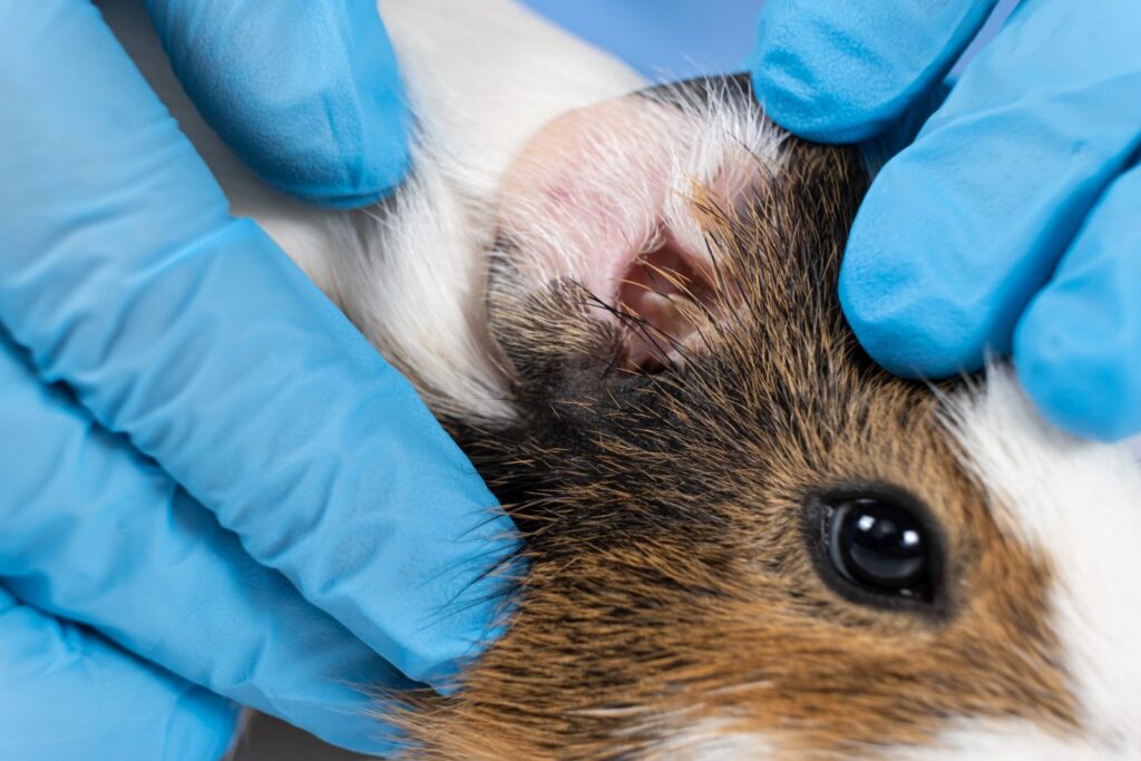 haarlinge beim meerschweinchen