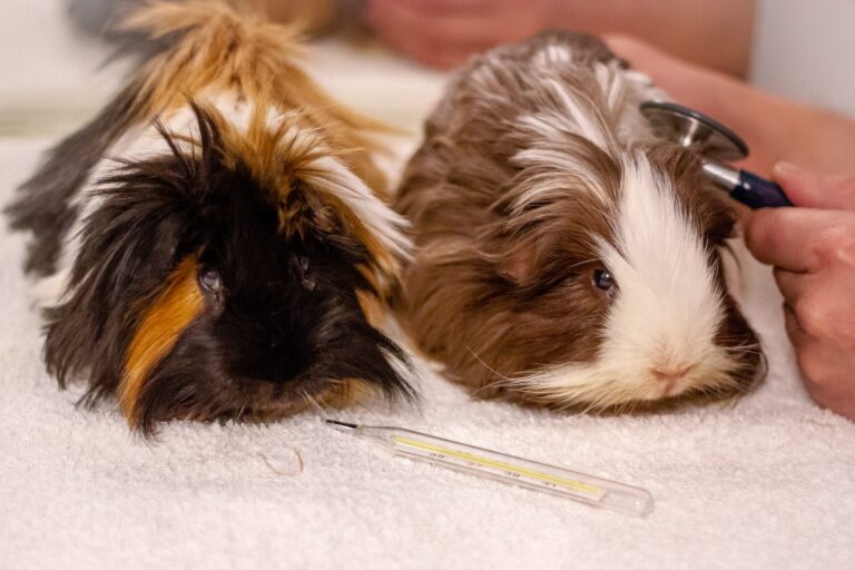 meerschweinchen tierarzt untersuchung