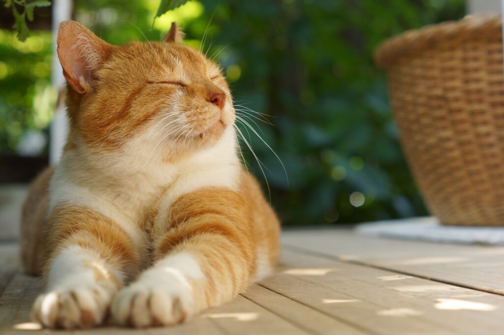 Katze liegt entspannt draußen Milchtritt bei Katzen