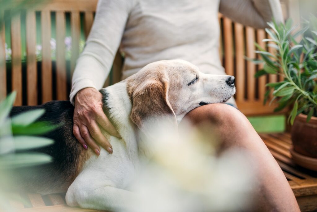 Alter Beagle legt Kopf auf Schoß von älterer Dame Hundejahre in Menschenjahren
