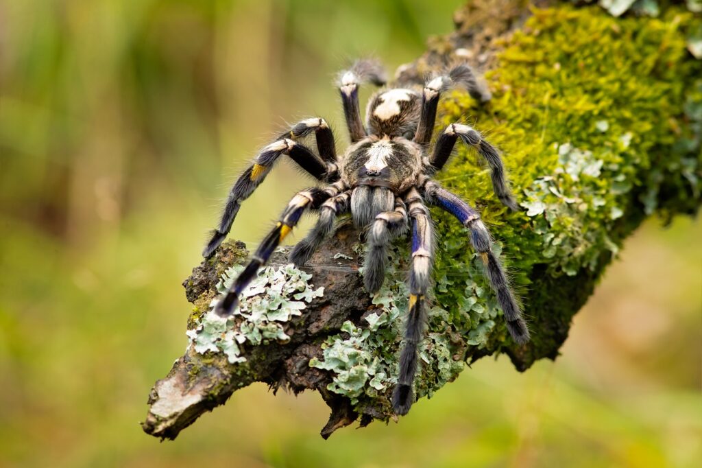 Blaue Ornament-Vogelspinne (Poecilotheria metallica)