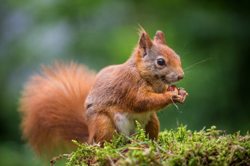 Rotes Eichhörnchen