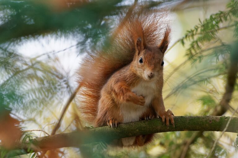 Eurasisches Eichhörnchen Wald