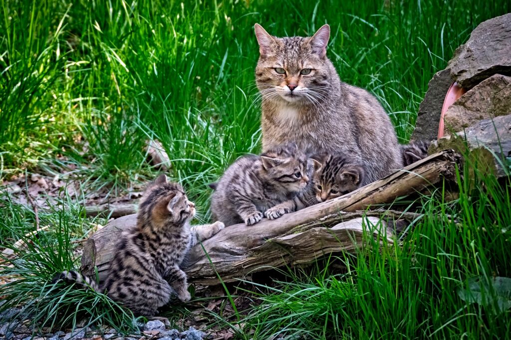 Europäische Wildkatze