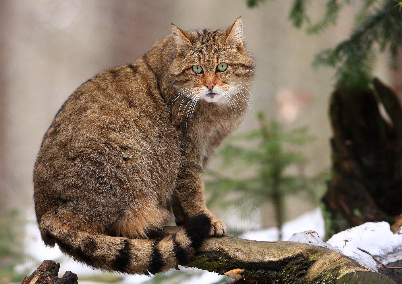 Europäische Wildkatze | zooplus Magazin