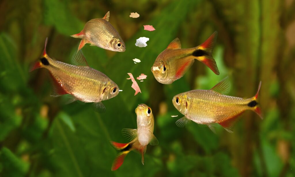 Fische fressen Fischfutter im Aquarium Fische fressen Fischfutter Aquarium