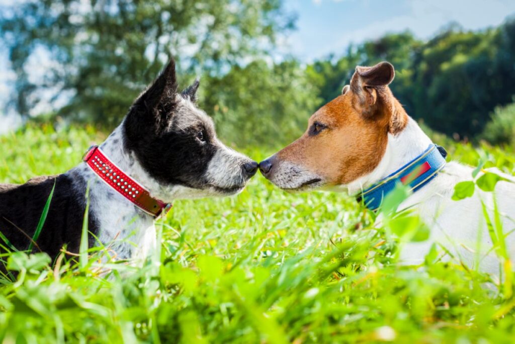 Zwei Hunde küssen sich im Gras Hunde im Gras