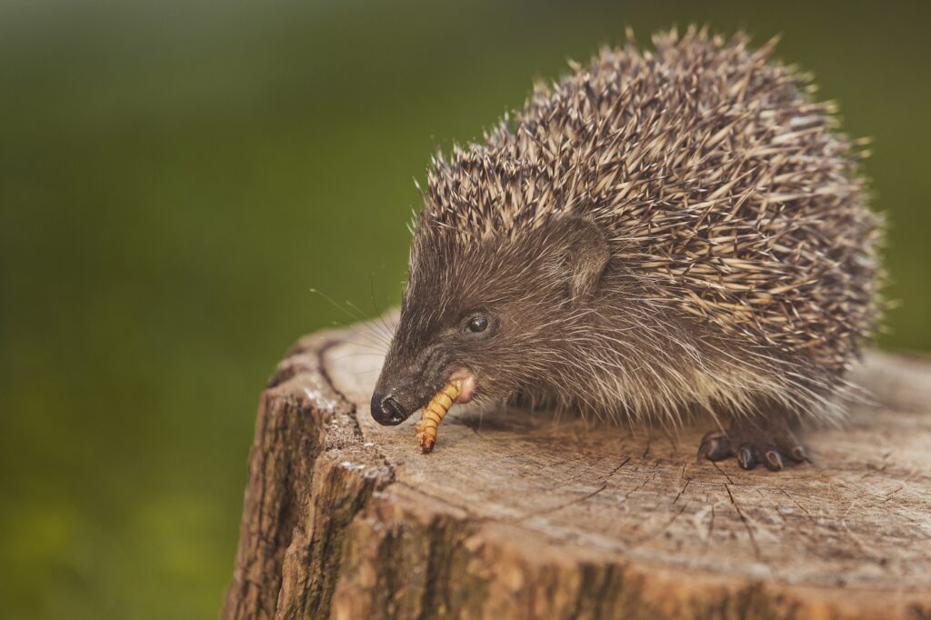 Igel frisst