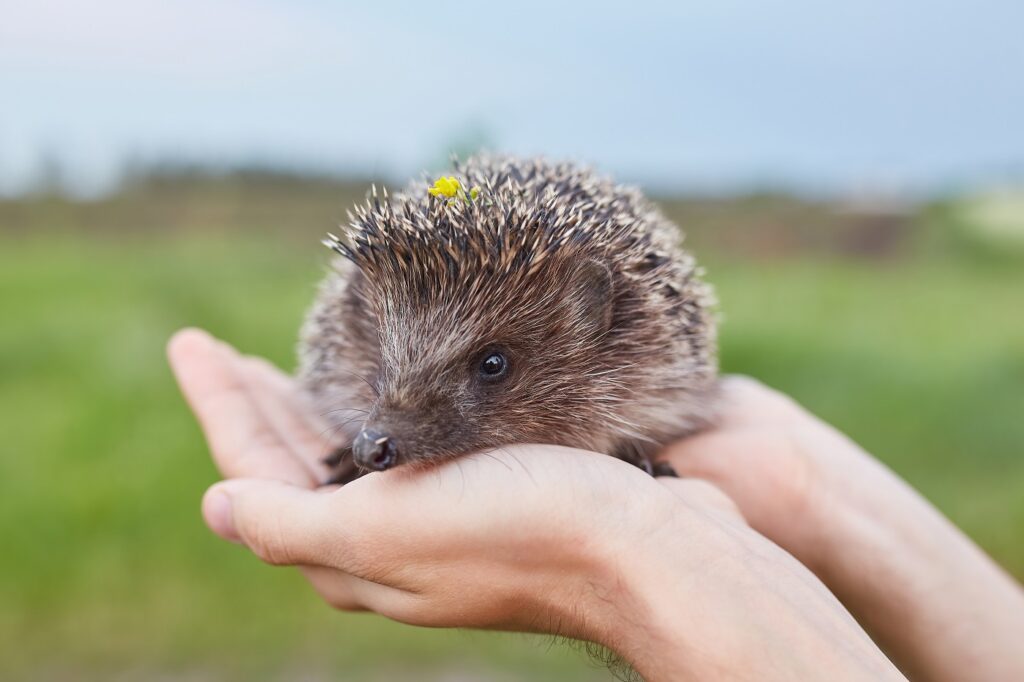 Igel in Händen