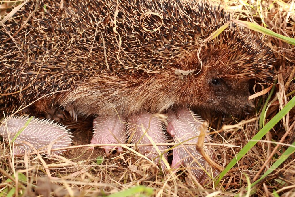 Igel Jungen